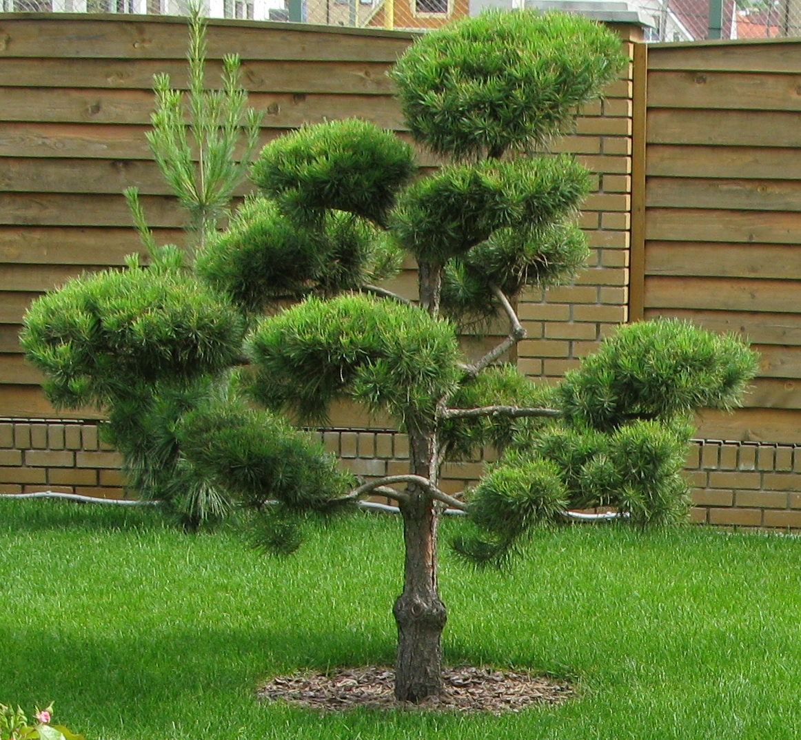 Садовый бонсай. Это дикое для японцев словосочетание стойко укоренилось в практической терминологии. Особенно гордо оно звучит на польском – bonsai ogorodowy.
