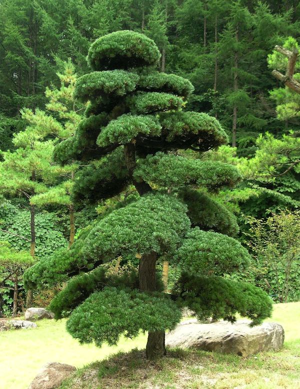 Ниваки - это японское искусство формирования садового дерева в соответствии в соответствии с некими эстетическими принципами. На снимке ниваки из Pinus parviflora в стиле Моёги: с стволом, извивающимся в одной плоскости (как синусоида). Высота 2,5 м. 