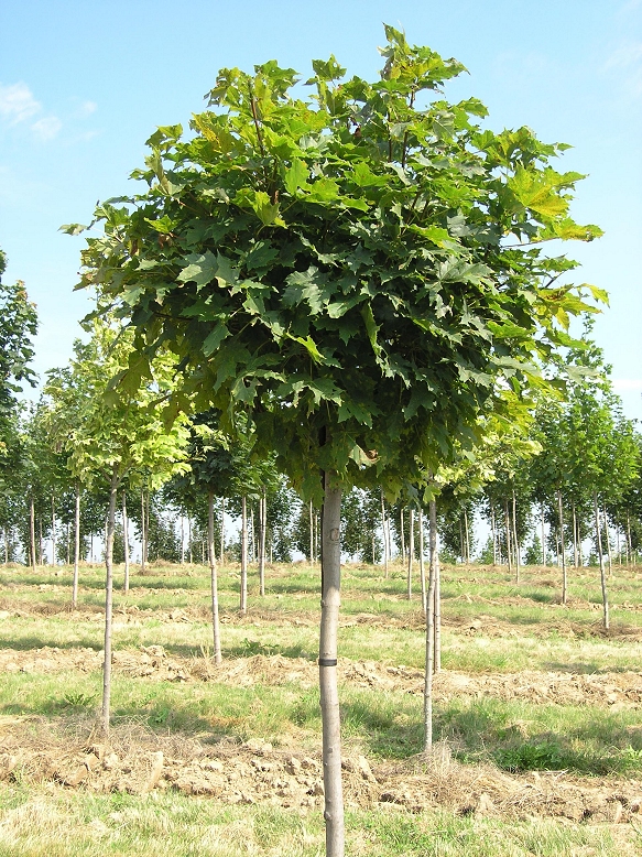 Клен остролистный (Acer platanoides) 'Globosum'