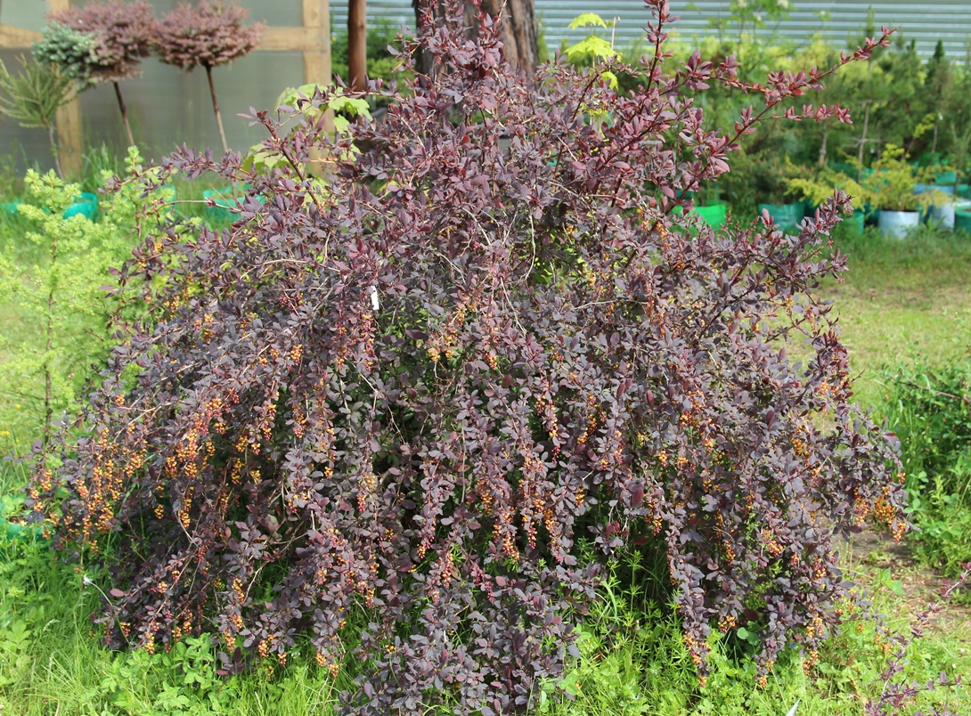 Berberis vulgaris f. atropurpurea. Барбарис обыкновенный темно-пурпурный. Фото Горошкевича С.Н.