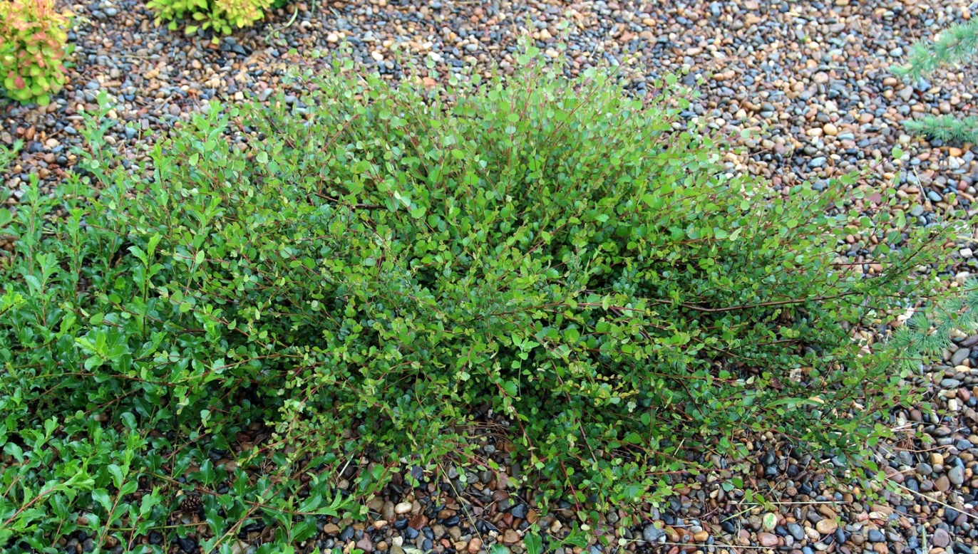Береза карликовая или круглолистная (Betula nana = Вetula rotundifolia) 