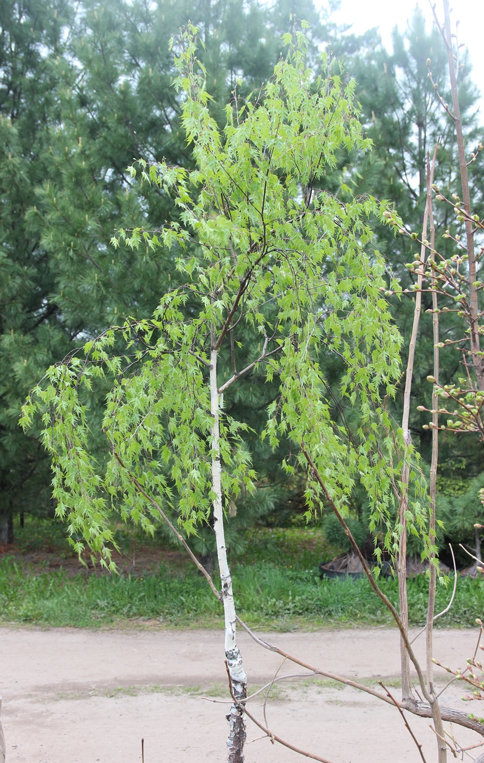 Береза бородавчатая (Вetula pendula, verrucosa - по-старому) 'Gracilis'. Фото Горошкевича С.Н.