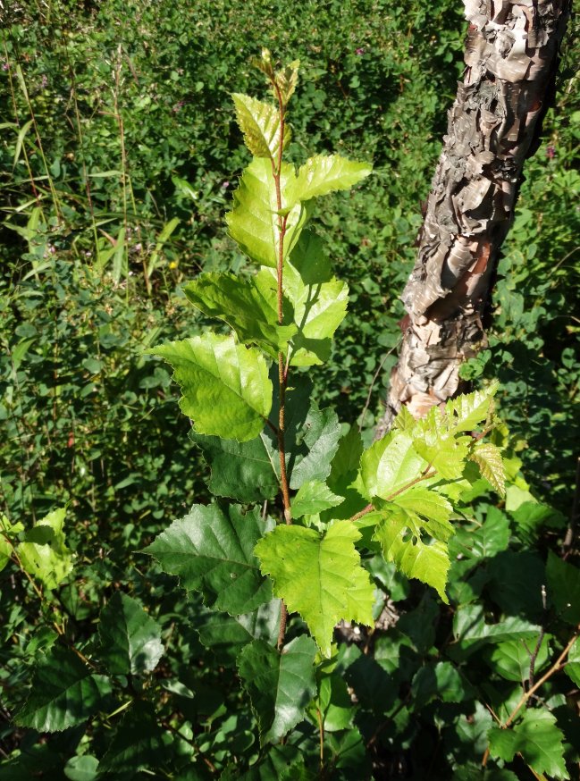 Береза даурская, черная (В. davurica)