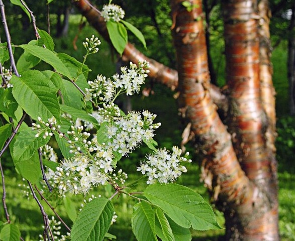 Черемуха Маака (Prunus (Рadus) maackii)
