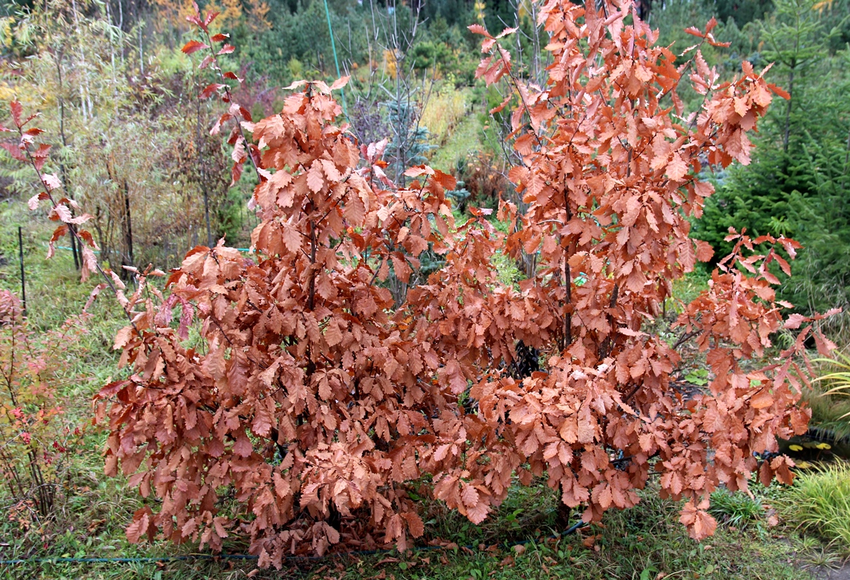 Дуб монгольский (Quercus mongolica) в середине октября. Фото Горошкевича С.Н.