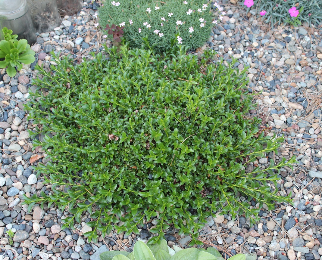 Ива барбарисолистная (Salix berberifolia). Фото Горошкевича С.Н.