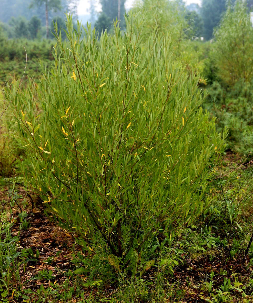 Ива ломкая `Буллата` (Salix fragilis `Bullata`). Фото с нашего питомника.