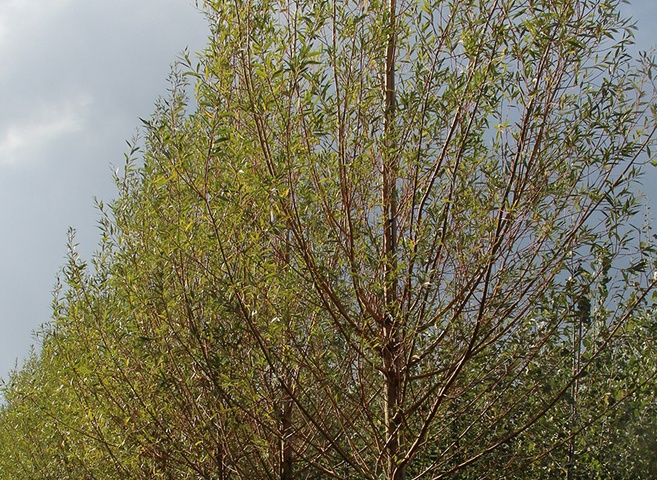 Ива белая "Чермезина"(Salix alba 'Chermesina') 