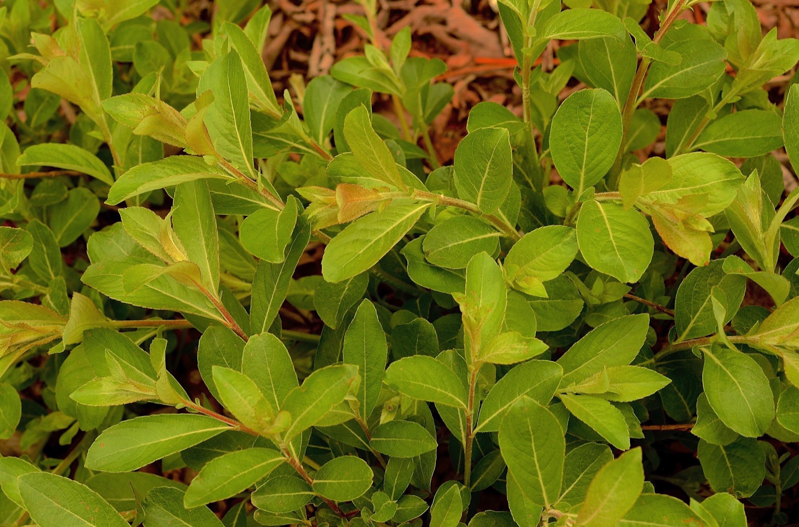 Ива тонкостолбиковая 'Mount Aso' (Salix gracilistyla)