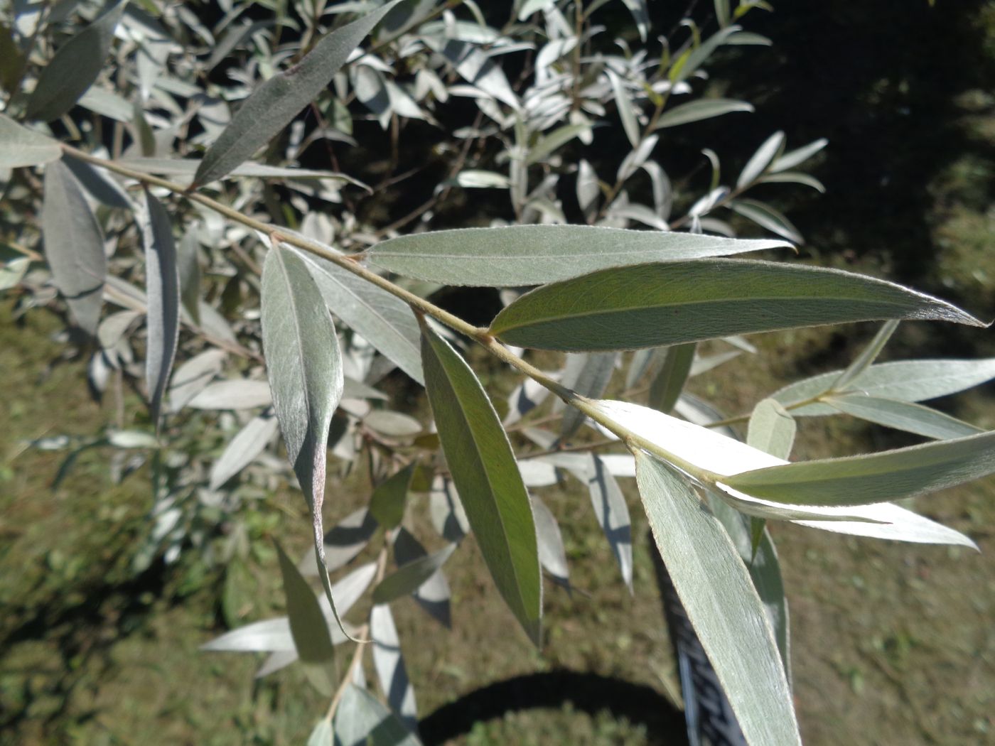 Ива белая форма серебристая (Salix alba f. argentea)
