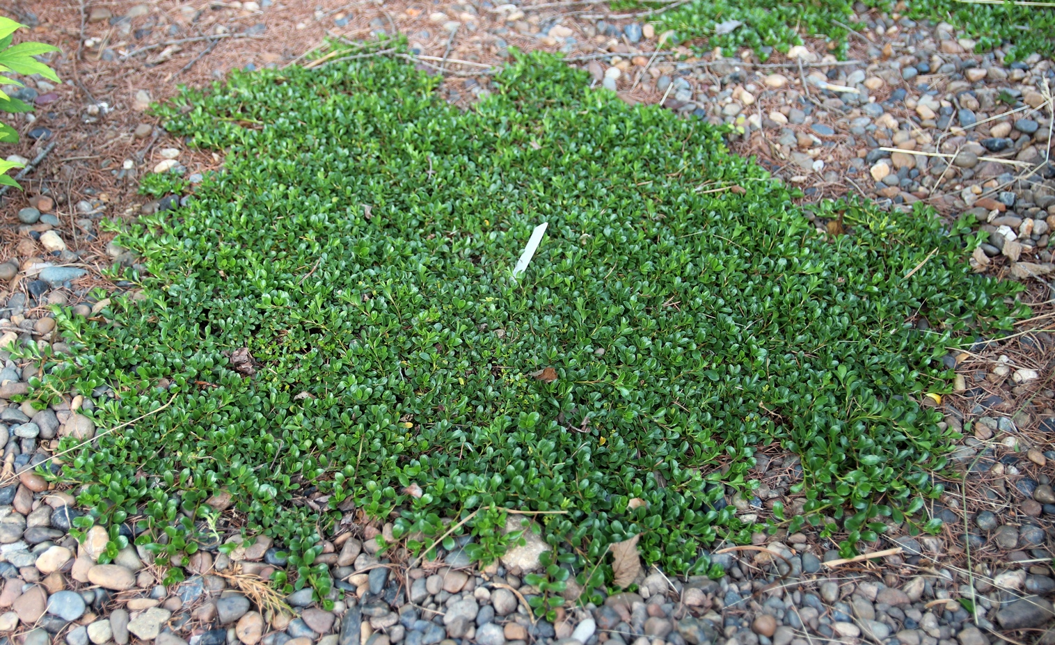 Ива тимьянолистная (Salix serpyllifolia)