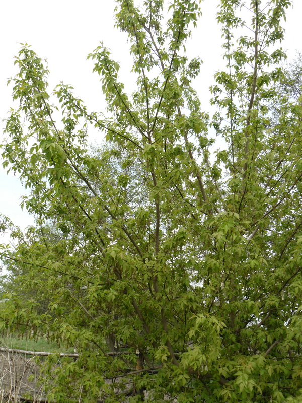 Клен ясенелистный или американский (Acer negundo)