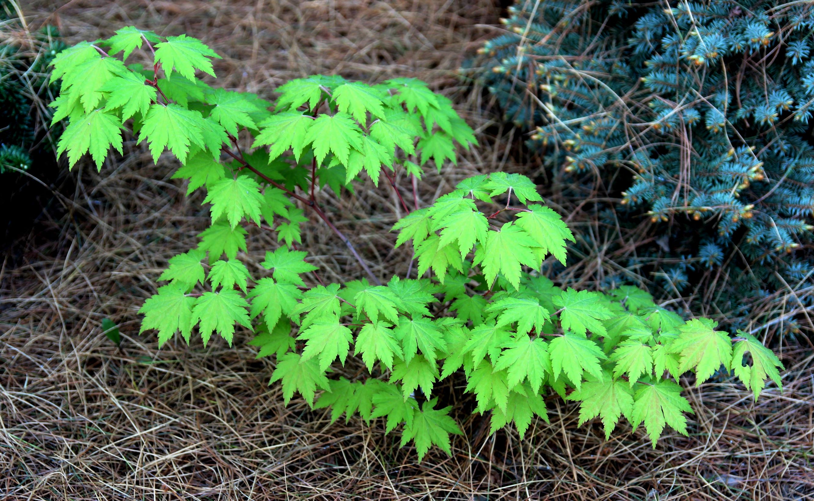 Клен ложнозибольдов (Acer pseudosieboldianum). Фото Горошкевича С.Н.