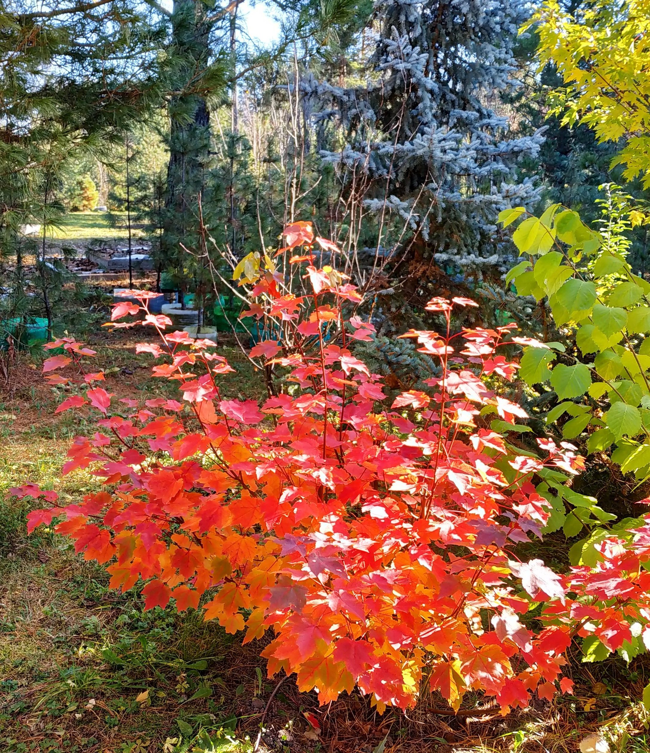 Клен красный (Acer rubrum) 'October Glory'. Фото Горошкевича С.Н.