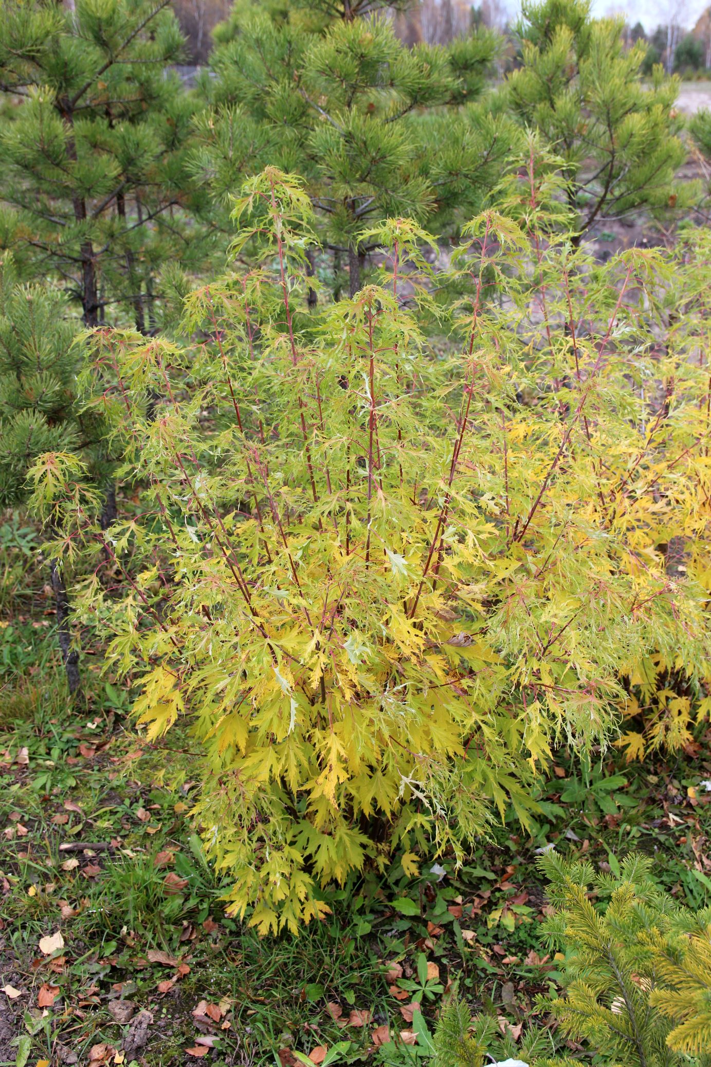 Клен серебристый (Acer saccharinum) ‘Laciniatum Wieri’. Фото Горошкевича С.Н.
