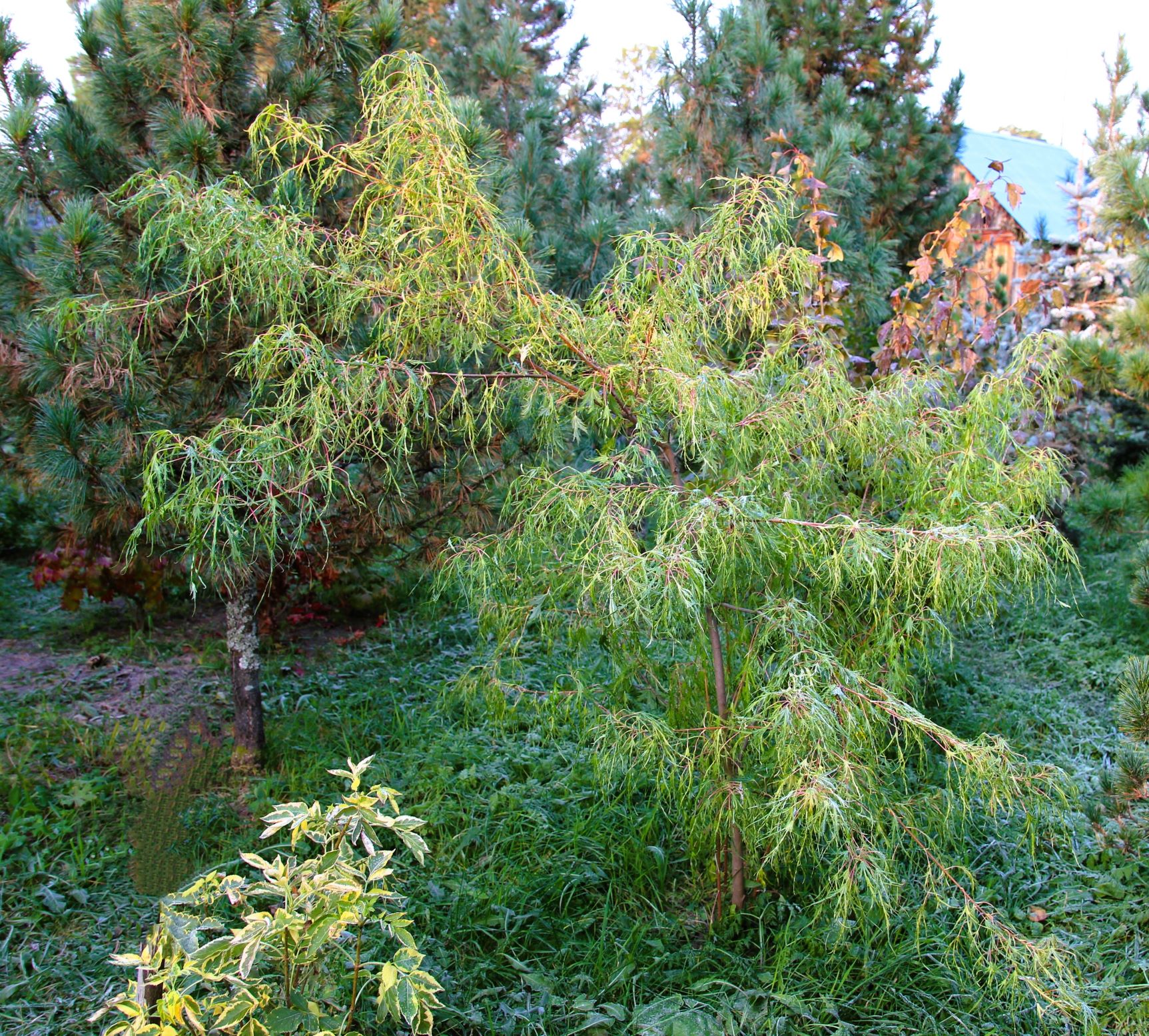 Клен серебристый (Acer saccharinum) ‘Laciniatum Wieri’. Фото Горошкевича С.Н.