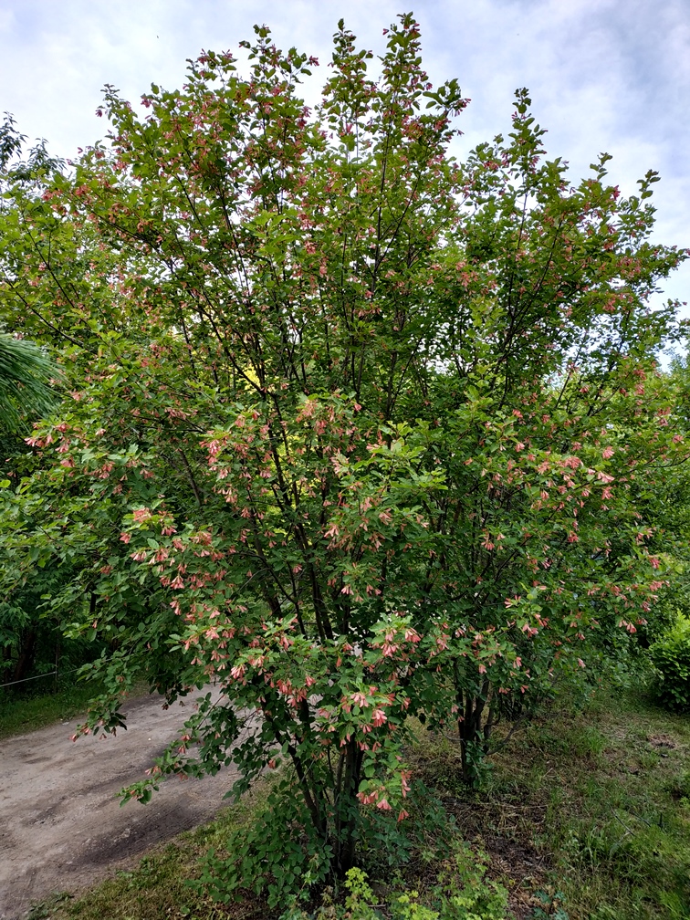 Клен татарский (Acer tataricum). Фото Горошкевича С.Н.