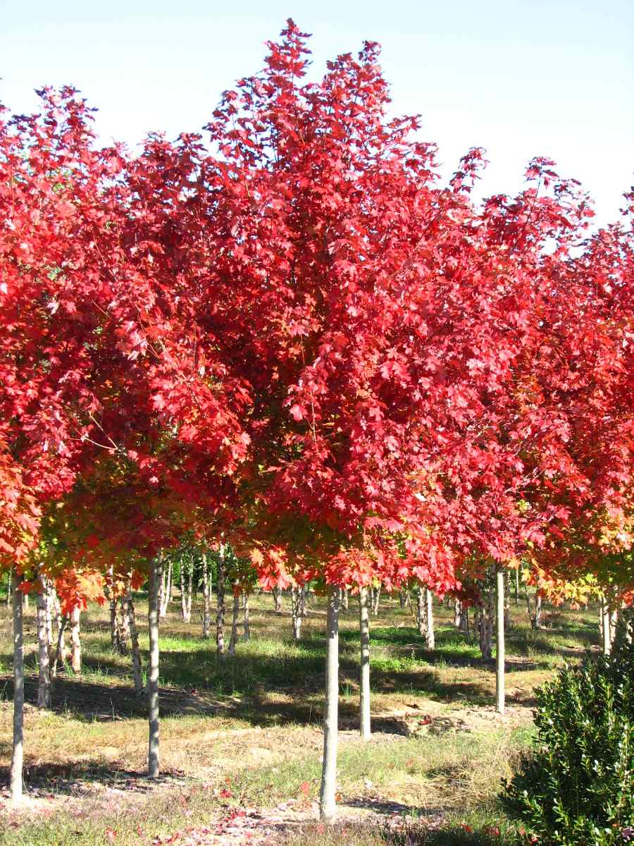 Клен красный (Acer rubrum)