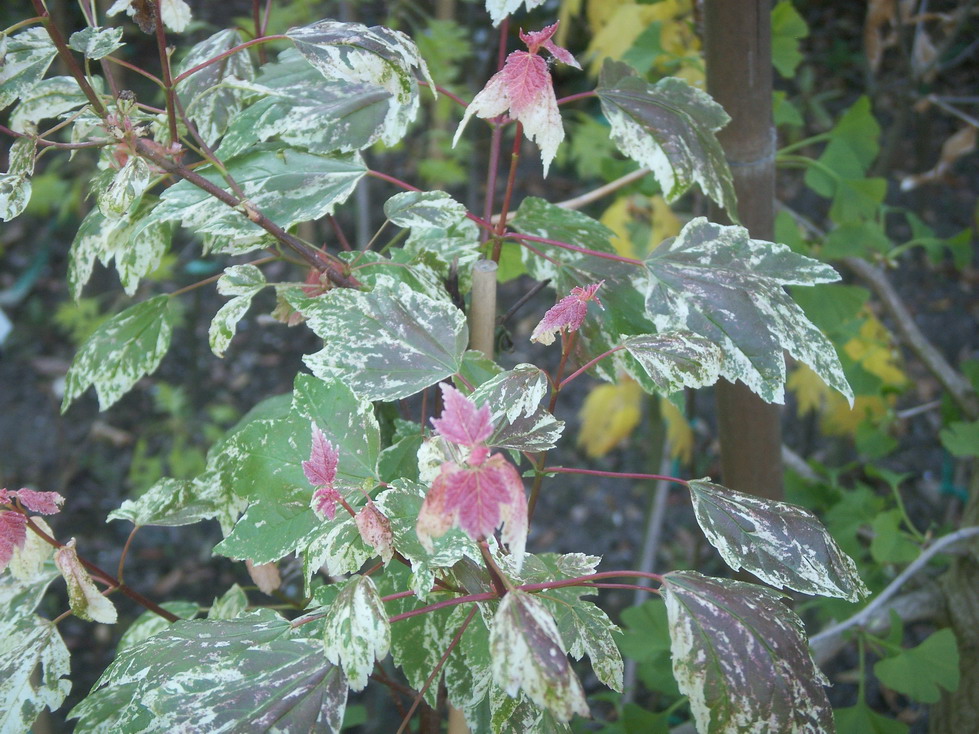 Клен красный (Acer rubrum) 'Candy Ice'