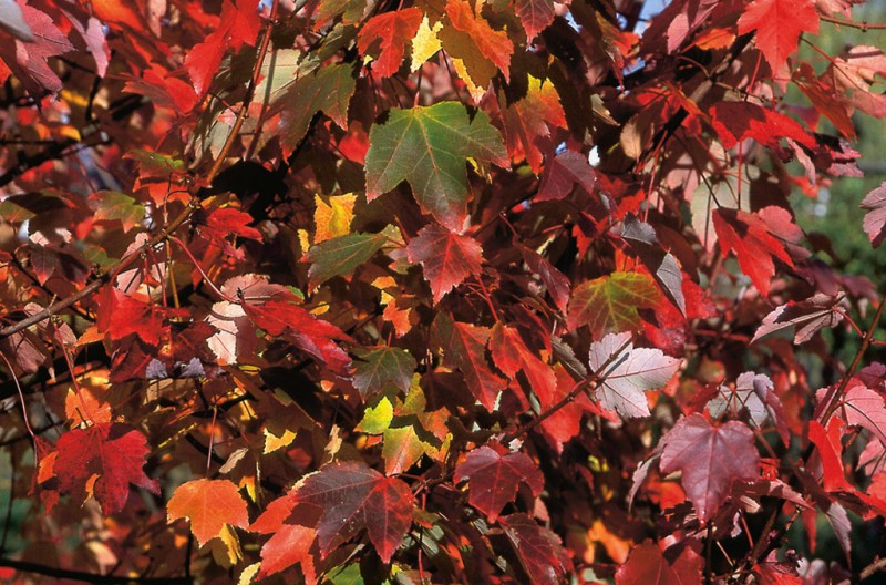 Клен красный (Acer rubrum) 'October Glory'