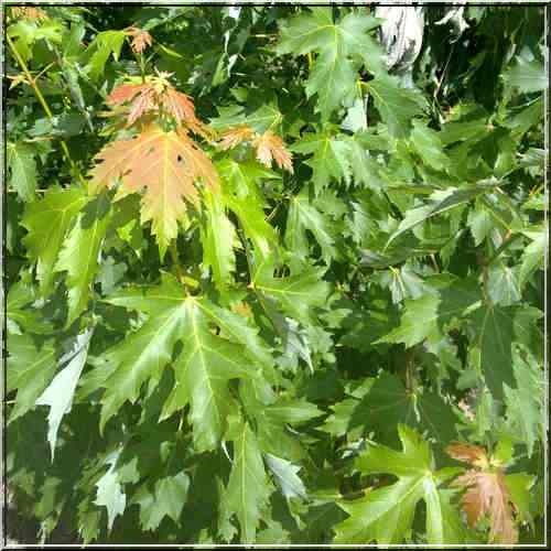 Клен серебристый (Acer saccharinum) 'Pyramidale'