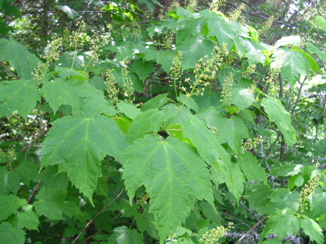 Клен колосистый (Acer spicatum)