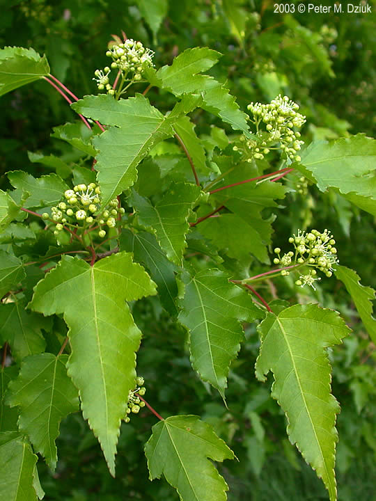 Клен Гиннала или приречный (Acer ginnala, syn.: A. tataricum var. ginnala)