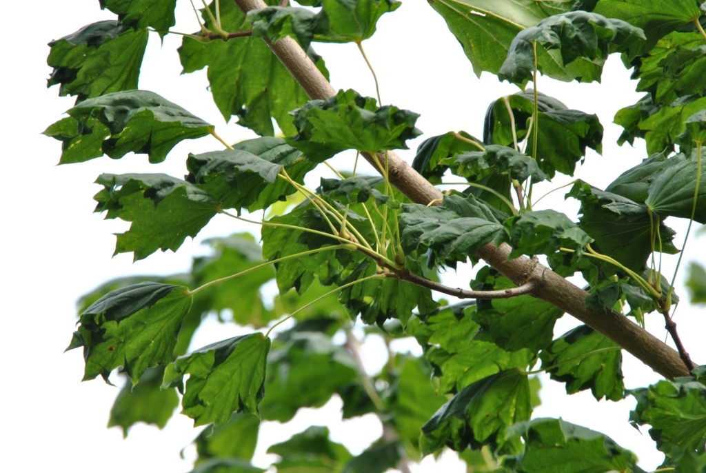 Клен остролистный 'Cuculatum' (Acer platanoides) 'Cuculatum'