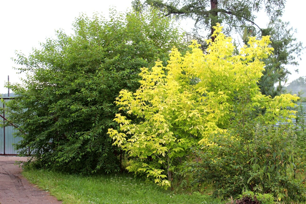 Клен ясенелистный золотистая форма (Acer negundo f. Aurea). Фото Горошкевича С.Н.