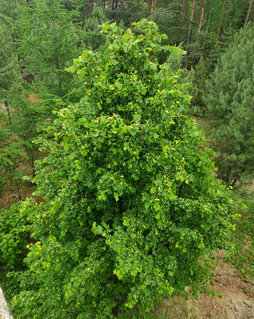 Липа мелколистная или сердцевидная (Tilia cordata). Фото Горошкевича.