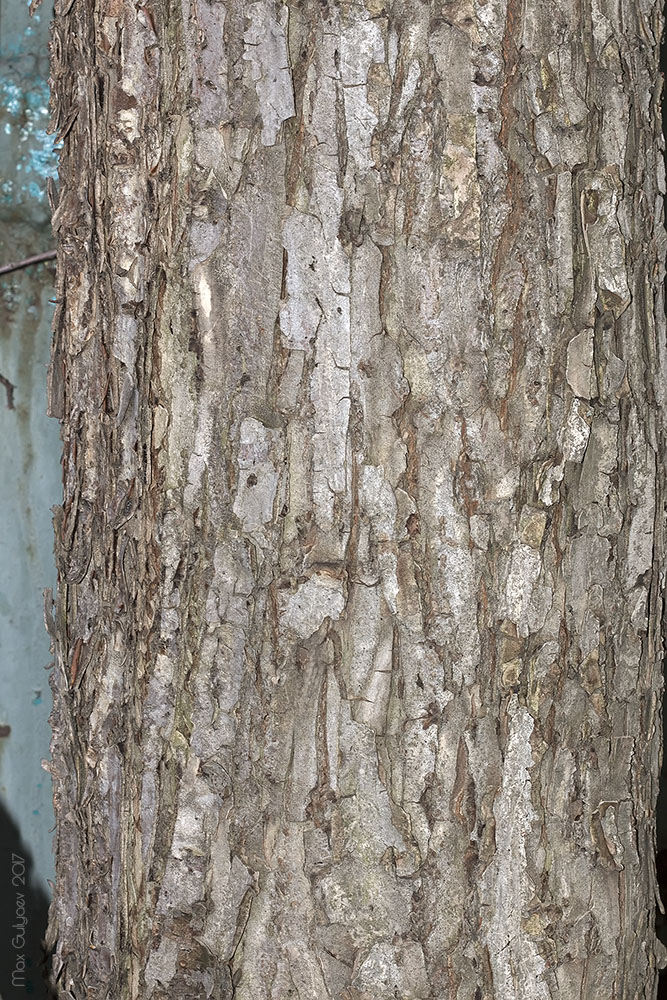 Вяз гладкий или обыкновенный (Ulmus laevis)
