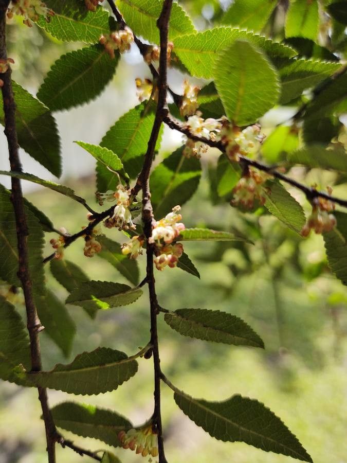 Вяз мелколистный (Ulmus parvifolia)