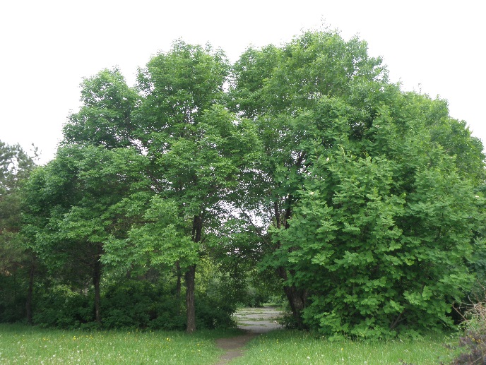 Ясень пенсильванский (Fraxinus pensylvanica). Сибирский ботанический сад, г. Новосибирск
