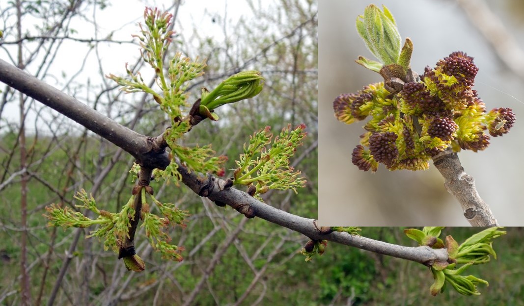 Ясень пенсильванский (Fraxinus pensylvanica). Справа цветки мужские и слева - женские в отдельных соцветиях на разных деревьях