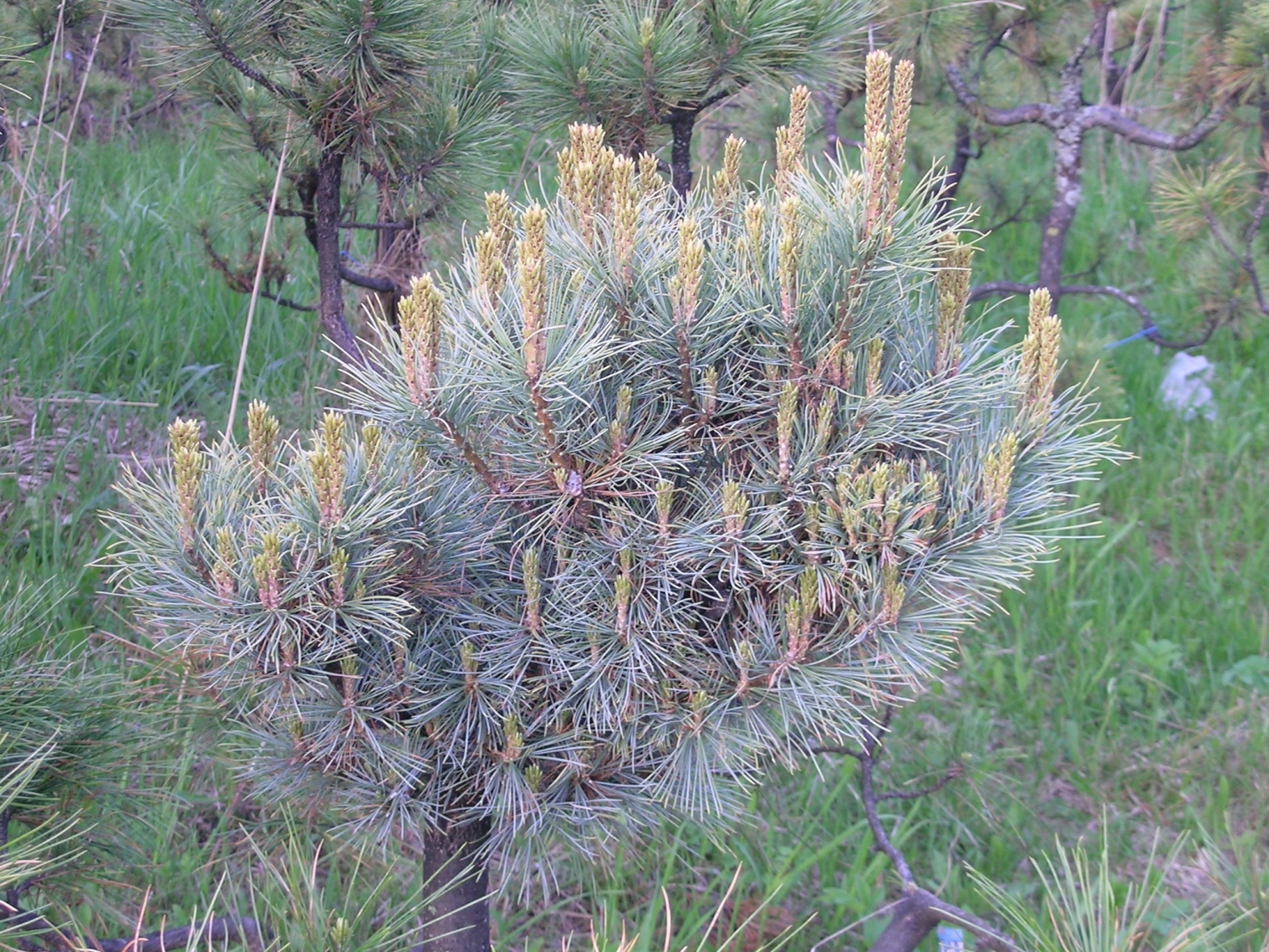Pinus pumila ‘Хамар-Дабан’ - первый в мире по-настоящему компактный сорт кедрового стланика. Прививка на кедре сибирском, возраст дерева – 18 лет, возраст прививки – 9 лет, высота – 35 см, диаметр кроны 40 см, плодоношение отсутствует. 