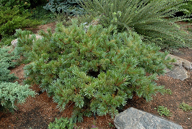 Самый известный клон Pinus pumila Jeddeloh немецкой селекции. Он более стелющийся, чем дикий вид (примерно в 3 раза ниже), растет в 2 раза медленнее (прирост побегов до 15 см в год), имеет более густую крону. 