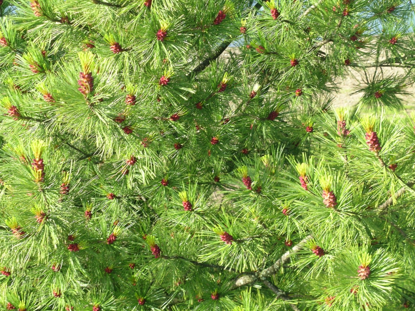 Фрагмент кроны дерева с обильнейшим мужским цветением. Такое дерево во взрослом состоянии дает несколько килограммов пыльцы. Фото С.Горошкевича. 