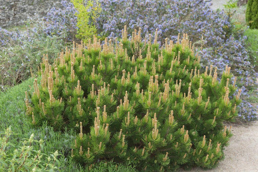Pinus mugo Pumilio