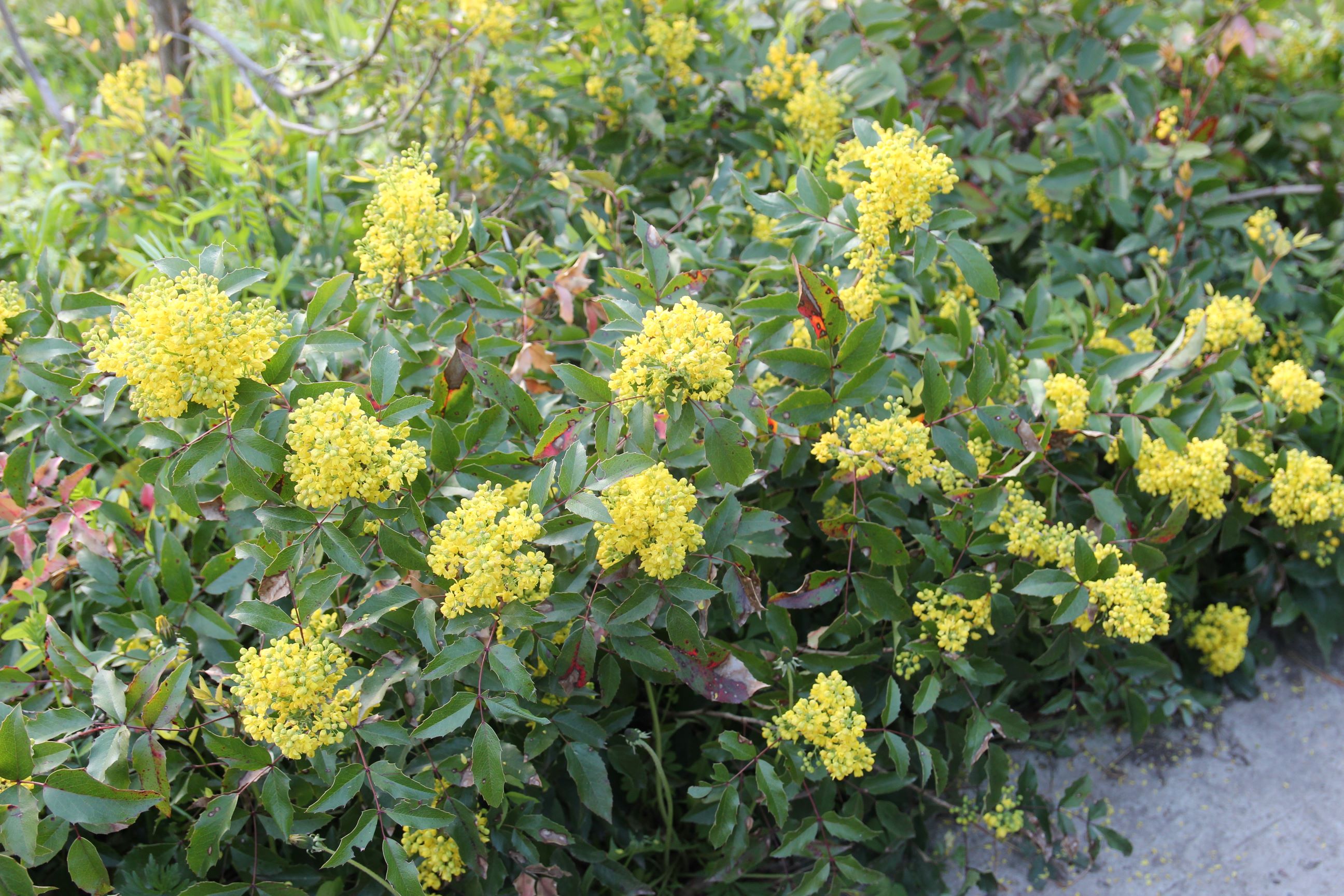Mahonia aquifolium. Магония падуболистная. Фото Горошкевича С.Н.