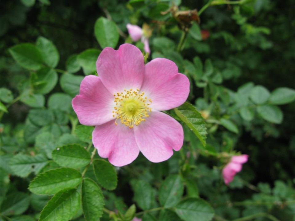 Роза ржавчинная, Rosa rubiginosa