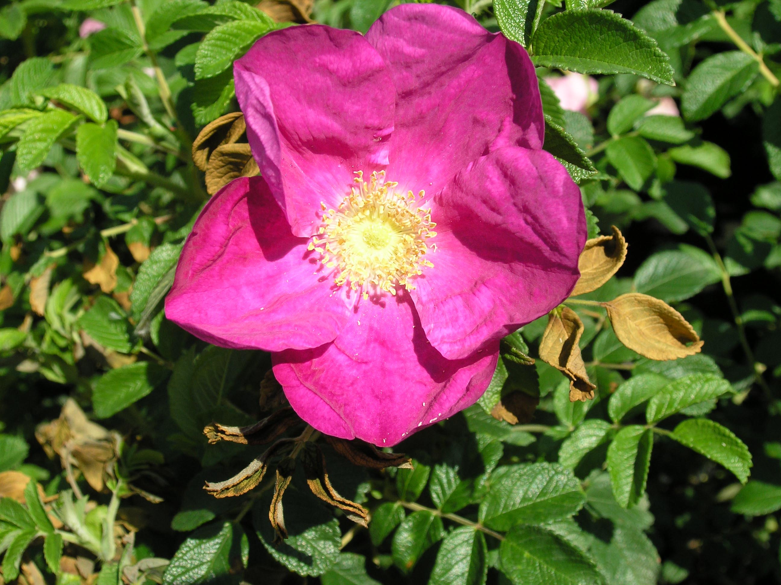 Rosa rugosa 'Rubra' (Rosa rugosa 'Atropurpurea', R. rugosa rubra , R. rugosa var. rubra , Rosa rugosa var. rubra Rehder)