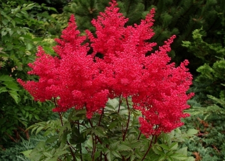 Astilbe japonica  'Montgomery' 
