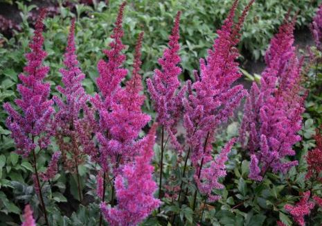 Astilbe chinensis 'Maggie Daley' 