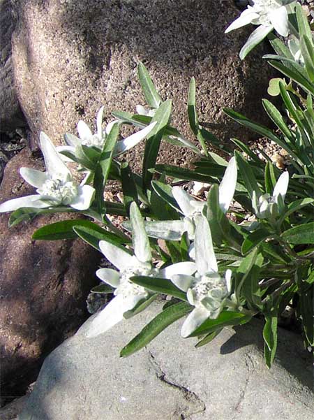 Эдельвейс альпийский 'Everest Blanc White' (Leontopodium alpinum 'Everest Blanc White')