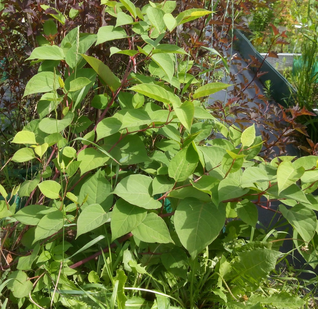 Гречиха сахалинская (Polygonum sachalinense)