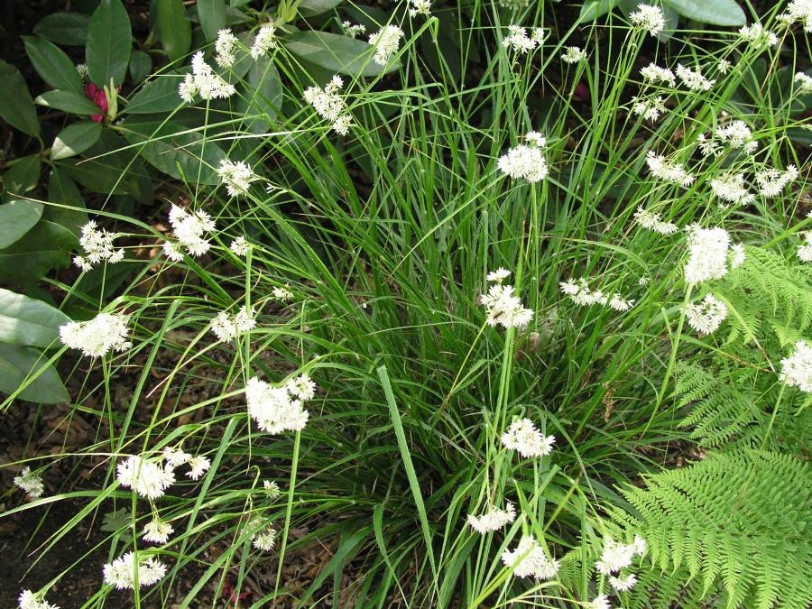 Ожика снежно-белая (Luzula nivea)