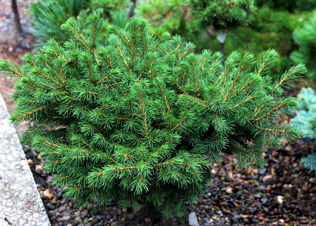 Picea abies ‘Waugh’. Ель европейская. Фото Горошкевича С.Н.