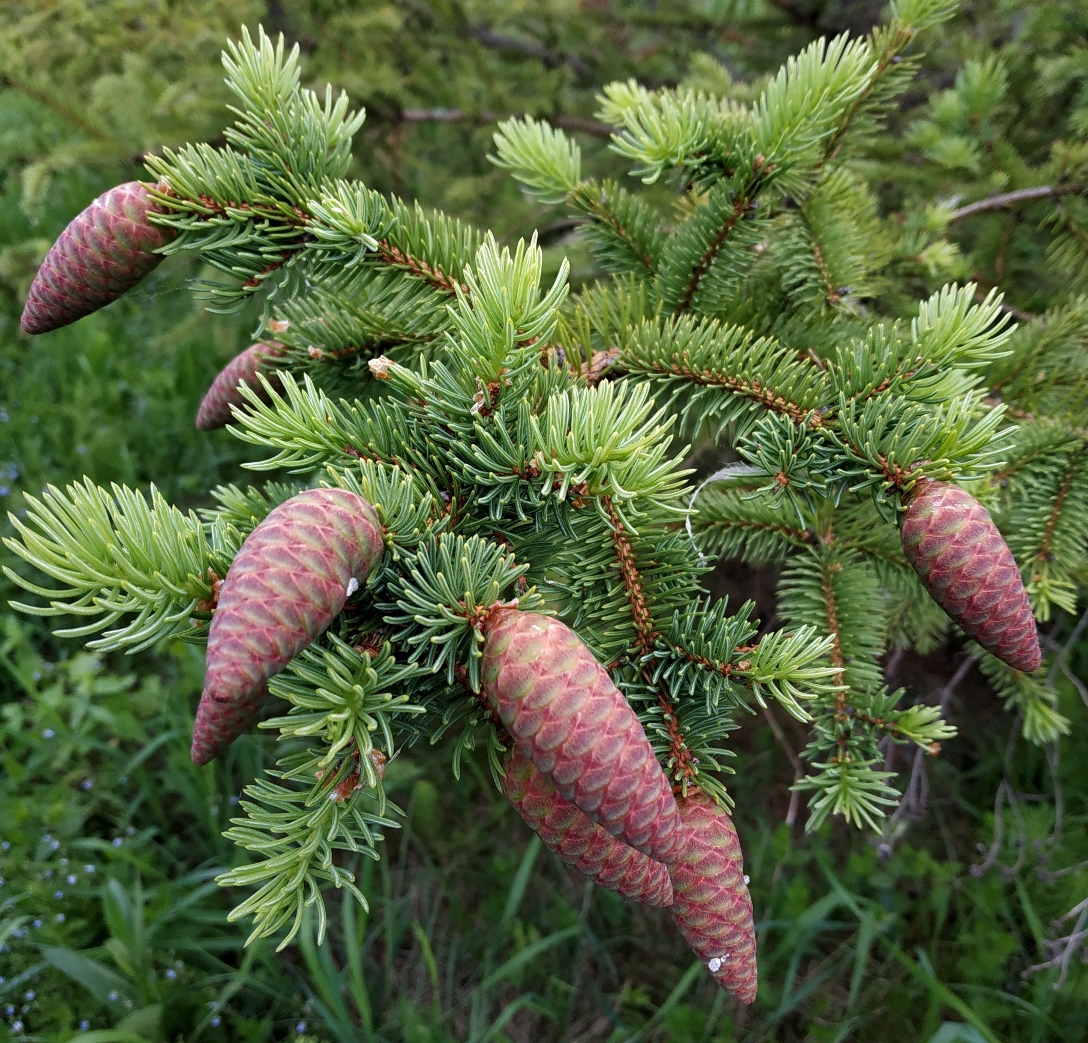 Ель корейская (Picea koraiensis). Шишки. Фото Горошкевича С.Н.