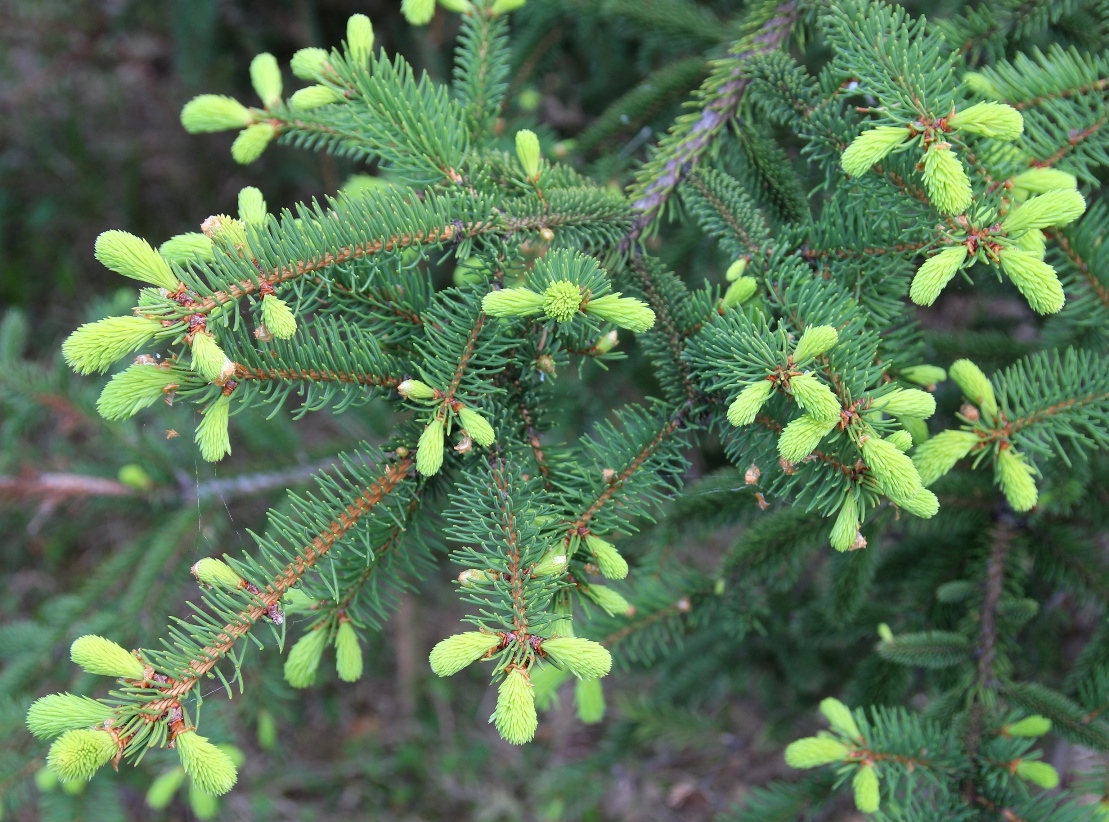 Ель корейская (Picea koraiensis). Начало июня. Побеги в начале роста. Фото Горошкевича С.Н.