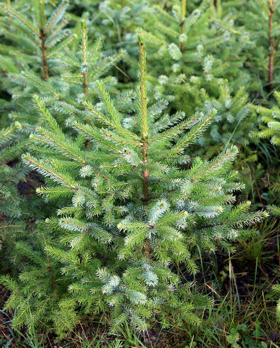 Picea omorica. Ель сербская, 7-летние елочки с нашего питомника. Высота примерно 50 см. Они жили очень хорошо, пока не выросли выше снегового покрова. Фото Горошкевича С.Н.